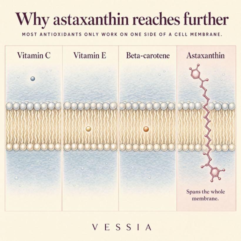De bouw van het astaxanthinemolecuul